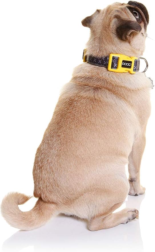 DOOG Odie Dog Collar – Adjustable Neoprene Collar for Extra Small Dogs, XS