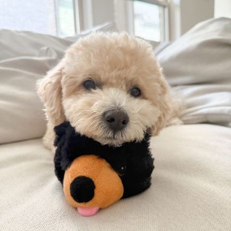 Tall Tails 2-in-1 Fetch Ball Dog Toy – 4 Inch Plush Interactive Squeaky Toy with Hidden Bonus Ball