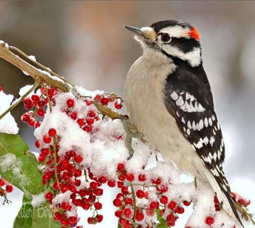 Better Bird Better Blends Nut and Fruit Bird Food – 4 lb