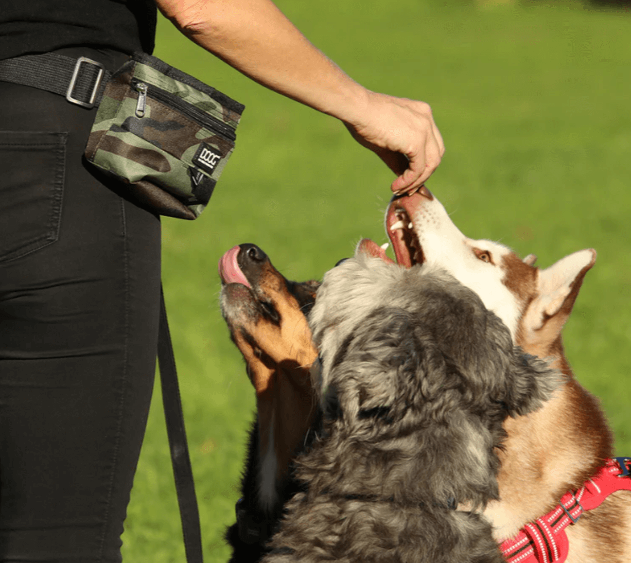 DOOG0206 - DOOG Treat & Training Pouch with Hinge Closure - Stella, navy with white spots — image 2