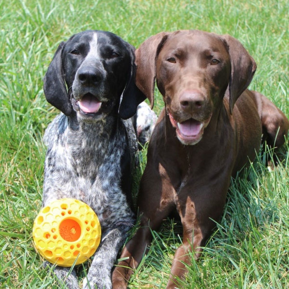 Tall Tails Natural Rubber Bee Hive Reward Dog Toy – 5 Inch