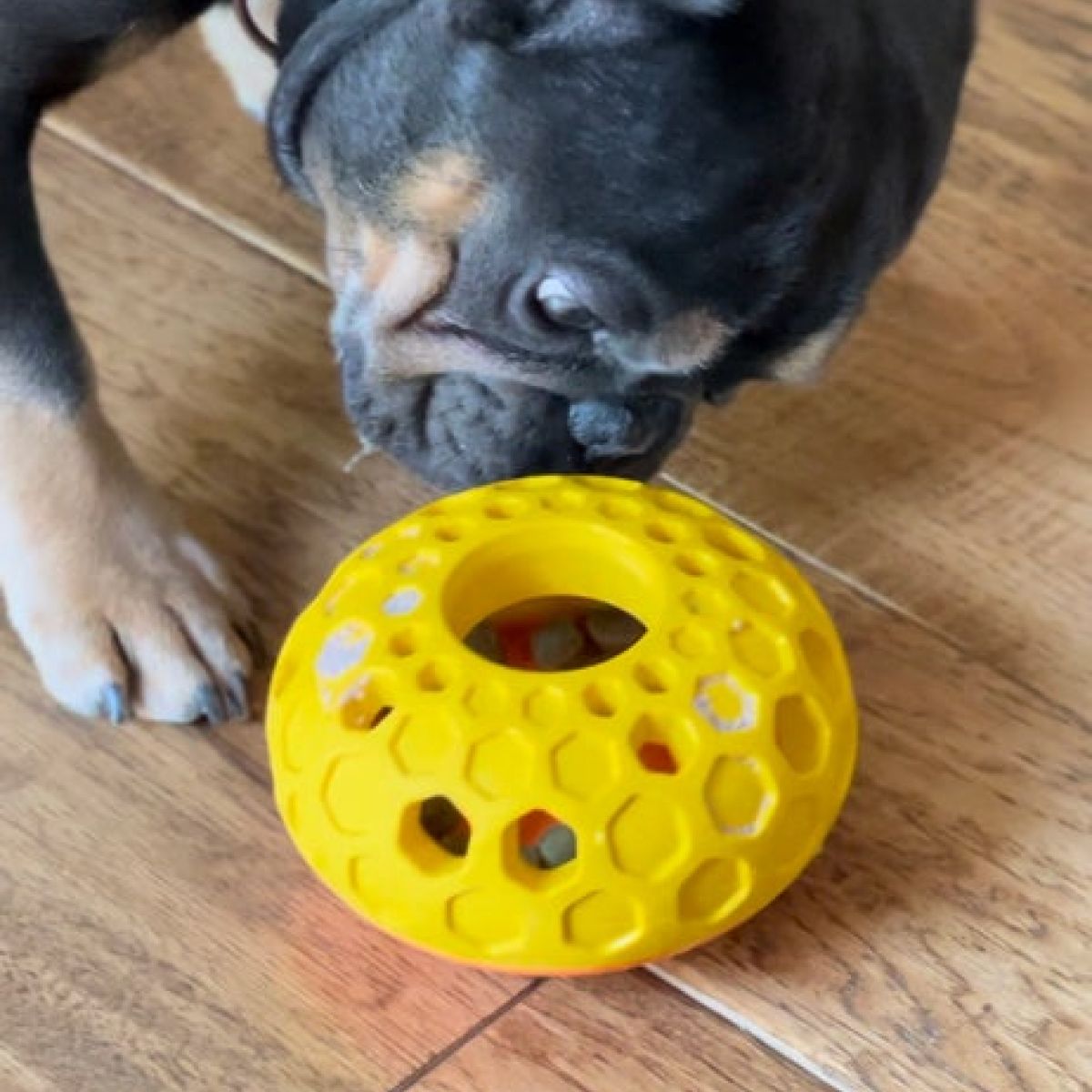 Tall Tails Natural Rubber Bee Hive Reward Dog Toy – 5 Inch