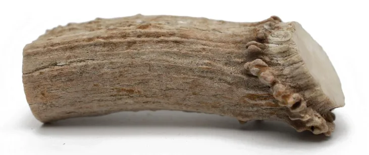 QT Dog Antlerz Large Natural Deer Antler Dog Chew — image 2