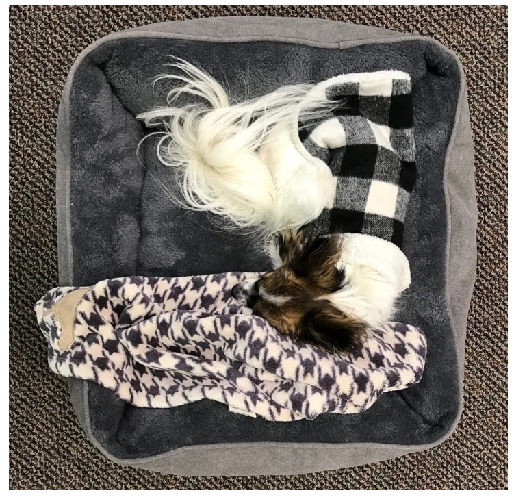 Tall Tails Houndstooth Dog Blanket