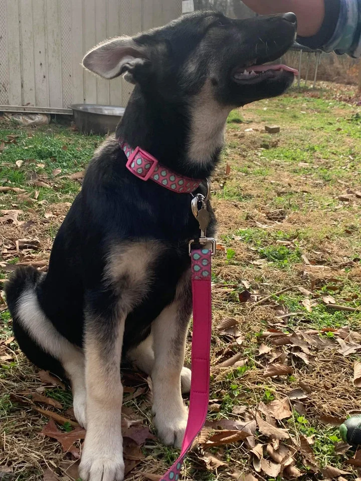 DOOG Luna Dog Collar – Pink Neoprene Adjustable Collar for Extra Small Dogs