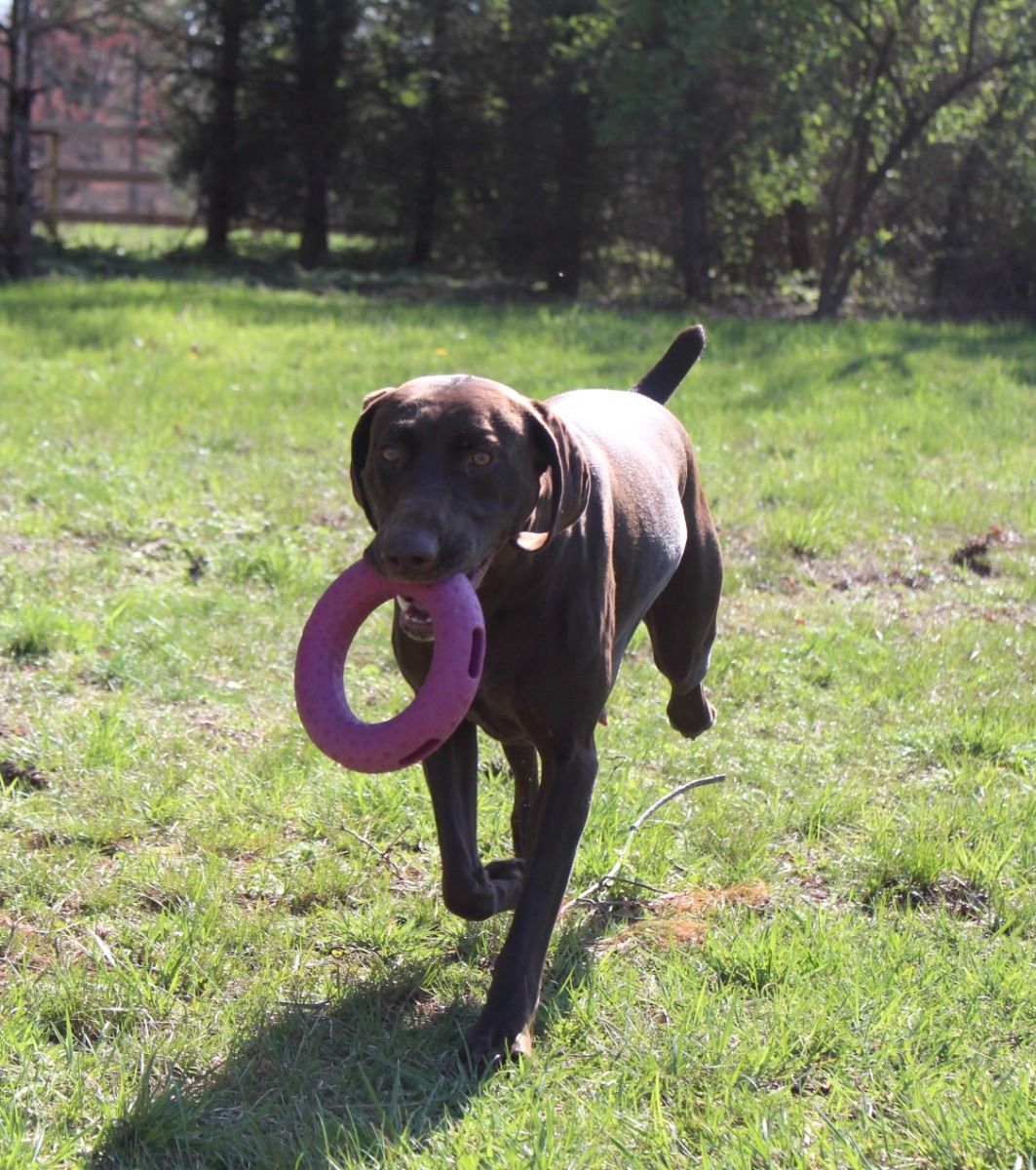 Tall Tails GOAT Sport Ring Fetch Dog Toy – 7 Inch