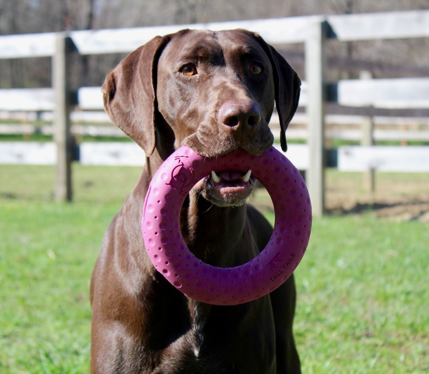 Tall Tails GOAT Sport Ring Fetch Dog Toy – 7 Inch
