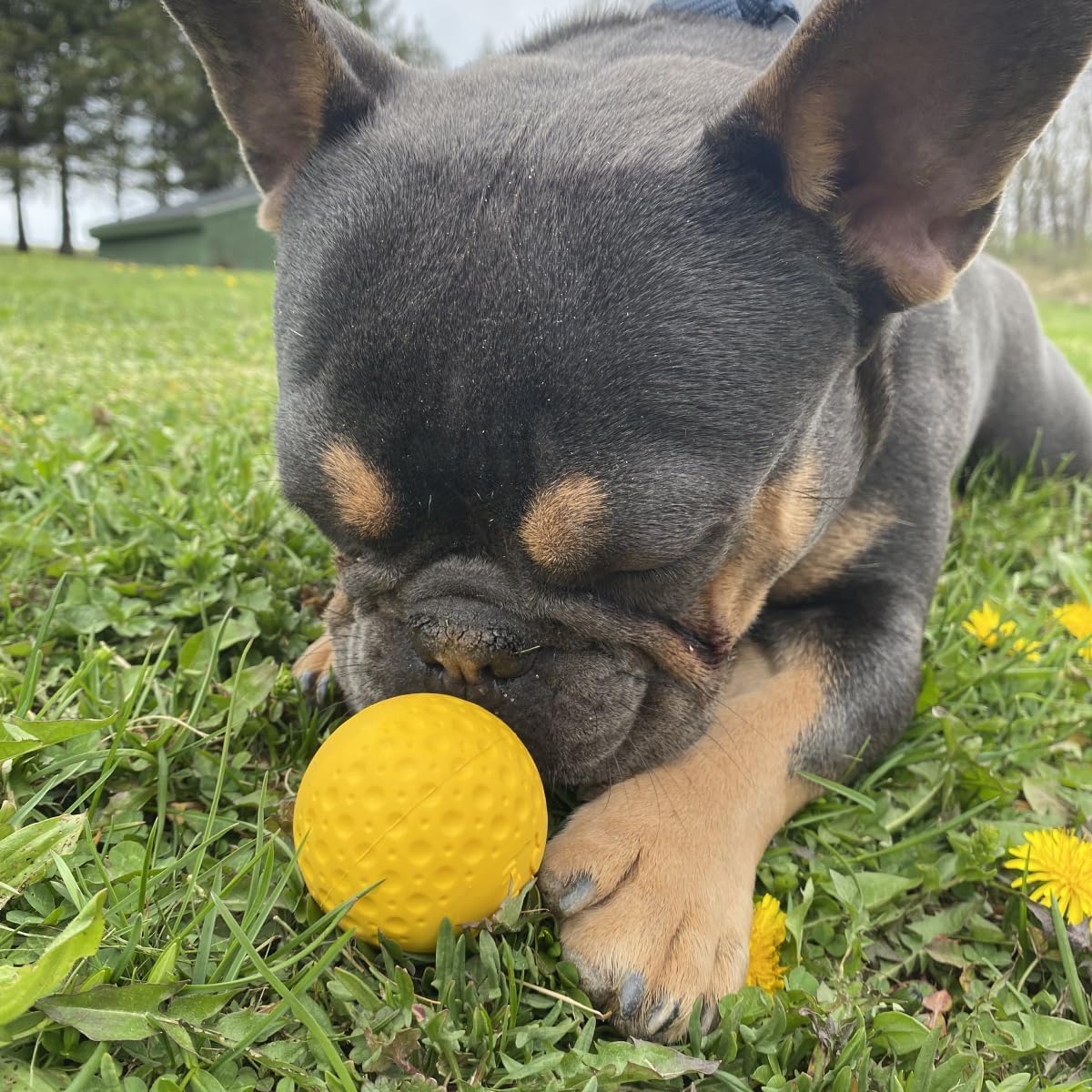 Tall Tails GOAT Sport Fetch Ball Dog Toy 