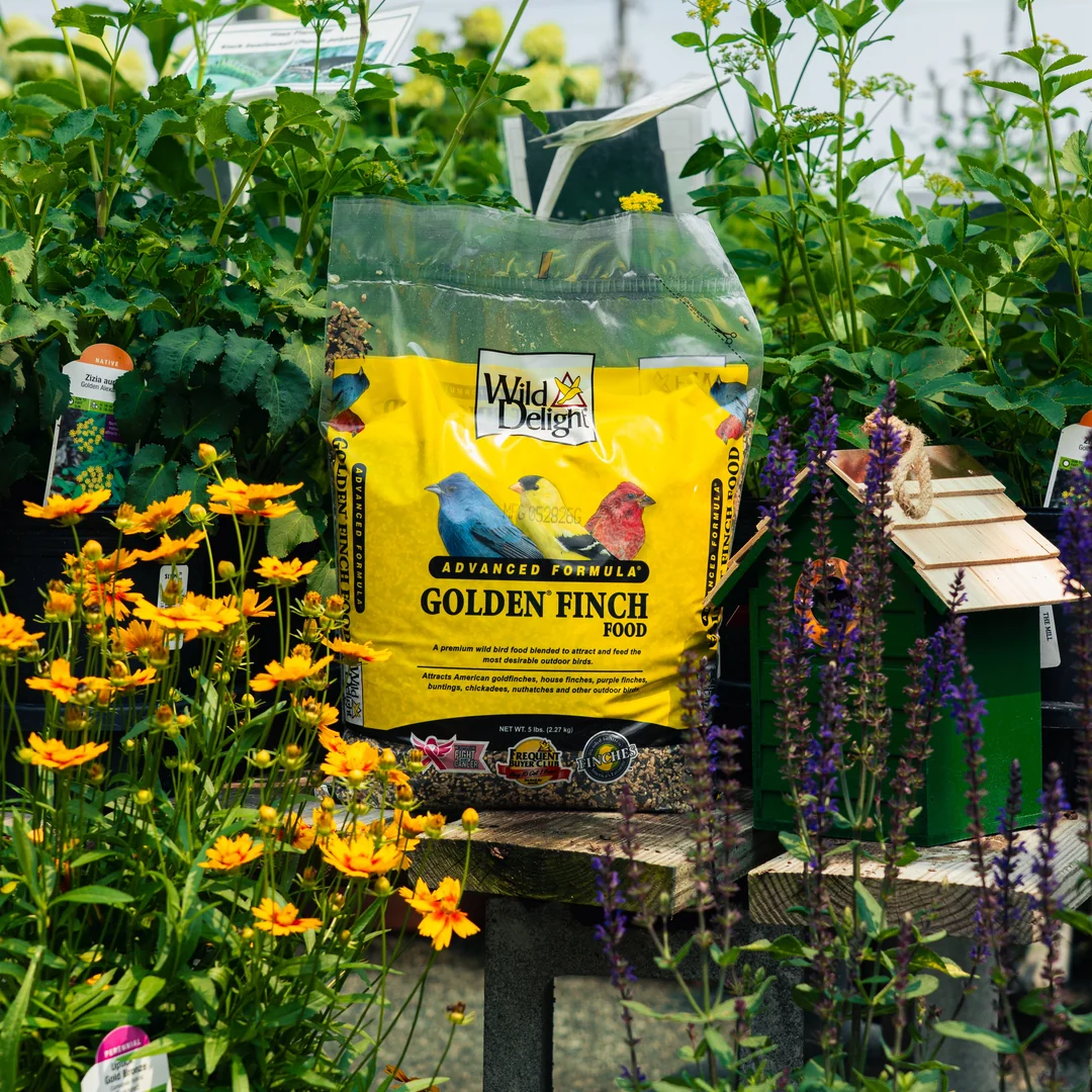 Wild Delight Golden Finch Wild Bird Food – Nyjer Seed, Sunflower Kernels & Millet, 5 lb Bag