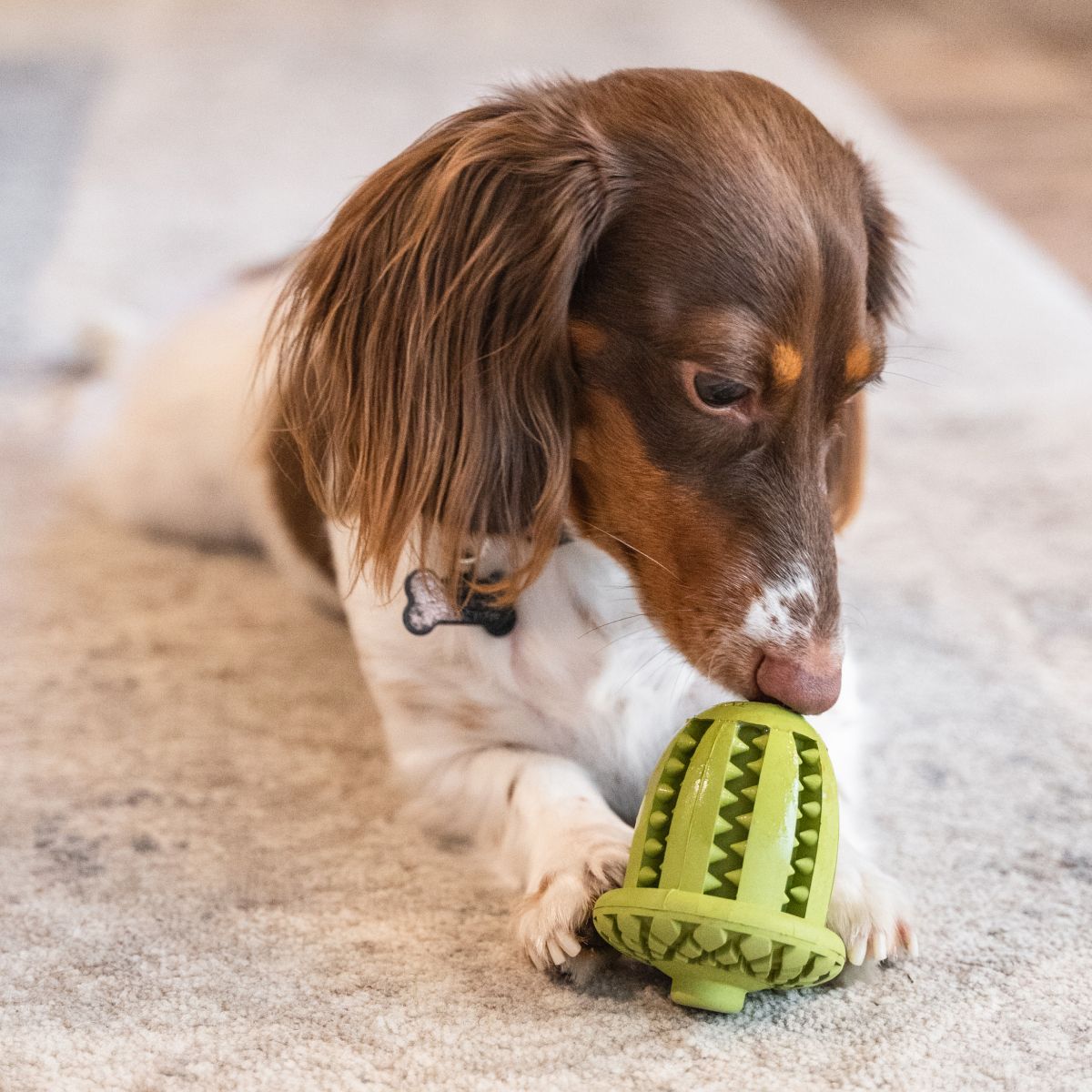 Tall Tails Natural Rubber Acorn Reward Dog Toy – 3 Inch