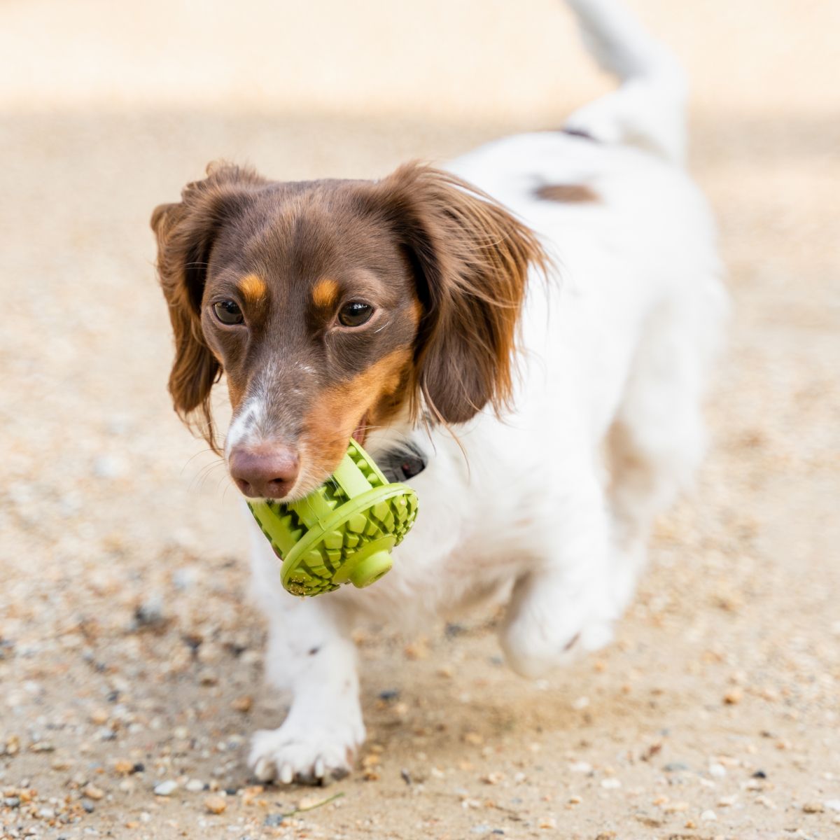 Tall Tails Natural Rubber Acorn Reward Dog Toy – 3 Inch
