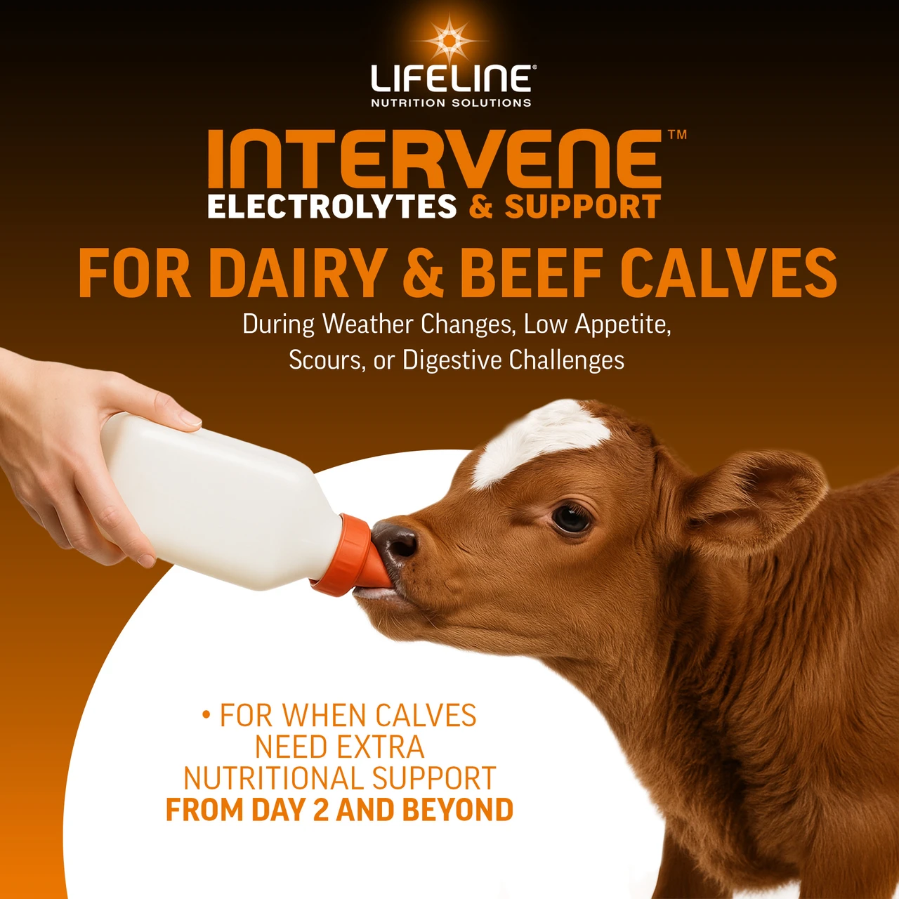 LIFELINE Intervene Calf Electrolyte & Nutritional Supplement – Hydration, Gut & Immune Support, 1 lb