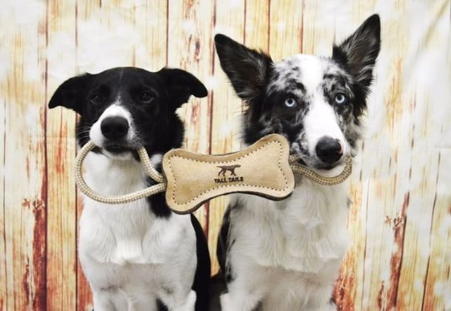 Tall Tails Natural Leather & Wool Bone Tug Dog Toy – 16 Inch