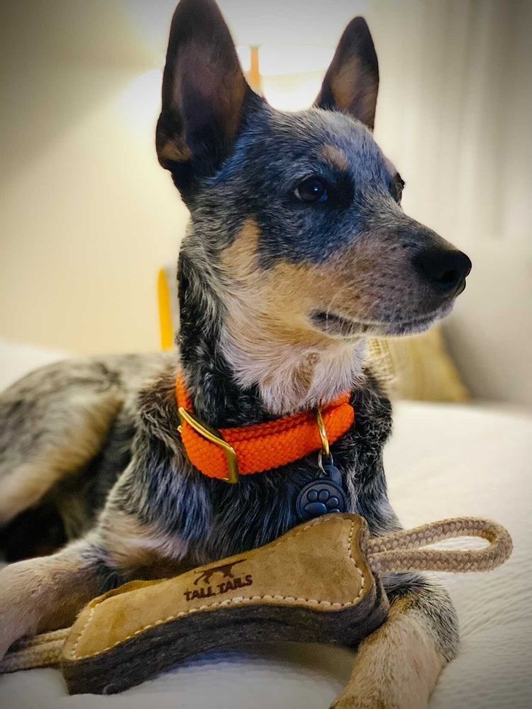 Tall Tails Natural Leather & Wool Bone Tug Dog Toy – 16 Inch