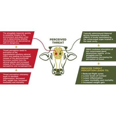 FerAppease Adjustable Dose Pour-On Applicator Gun – Bottle-Mount Livestock Dosing Applicator for Cattle