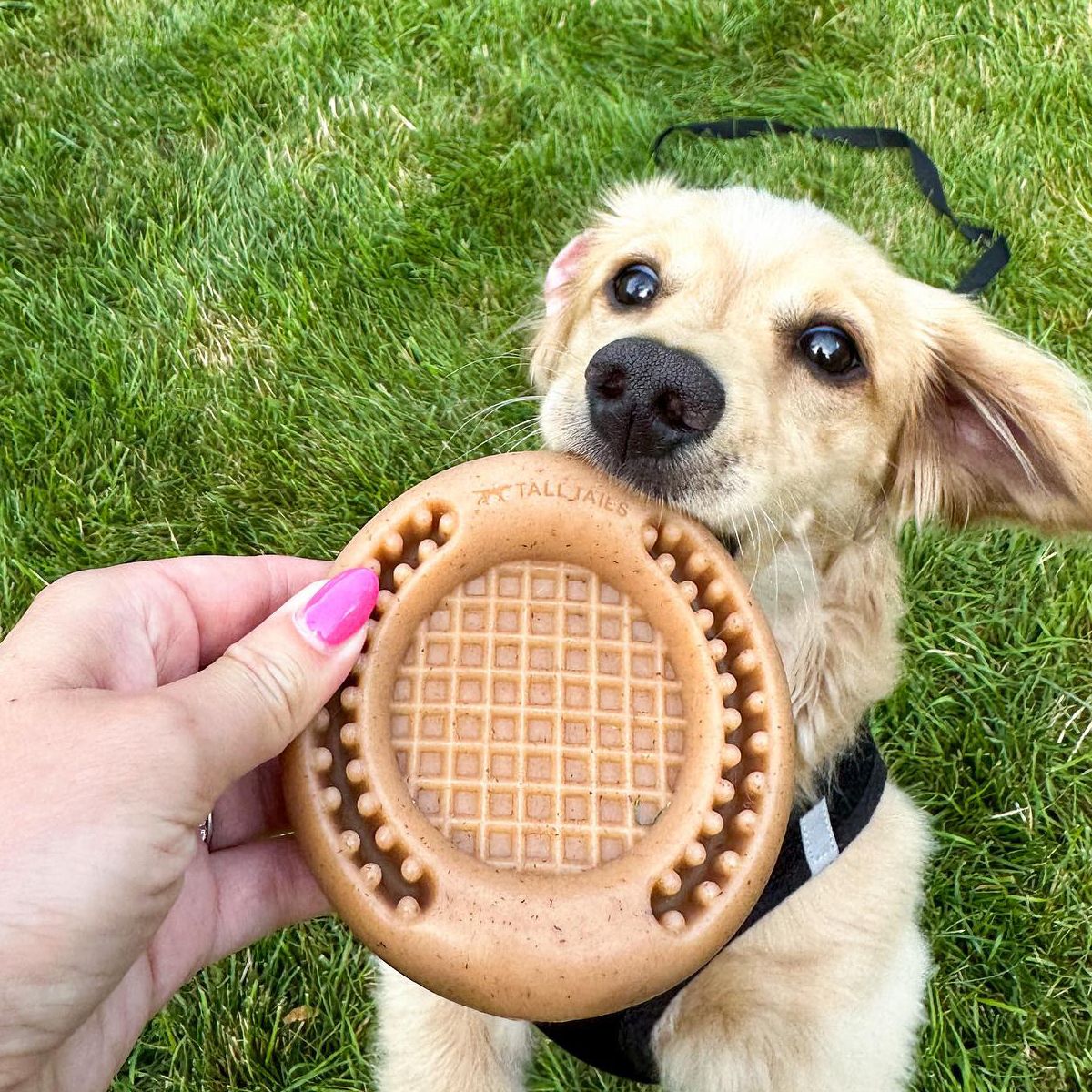 Tall Tails Wiggle Waffle Chew Dog Toy