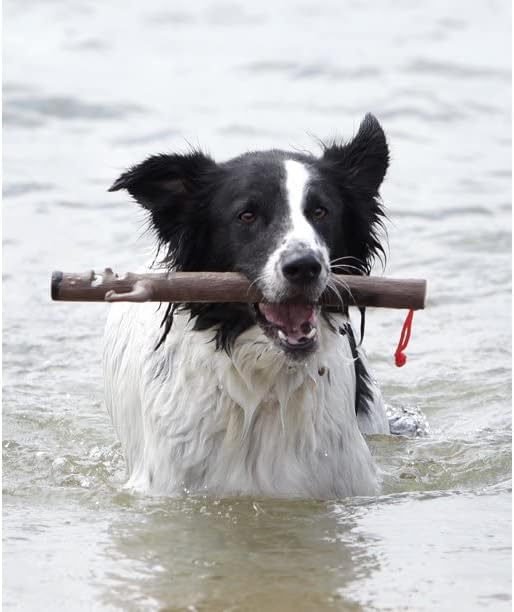 Uncle Chuck Stick Dog Toy – Durable Interactive Fetch & Chew Stick for Dogs