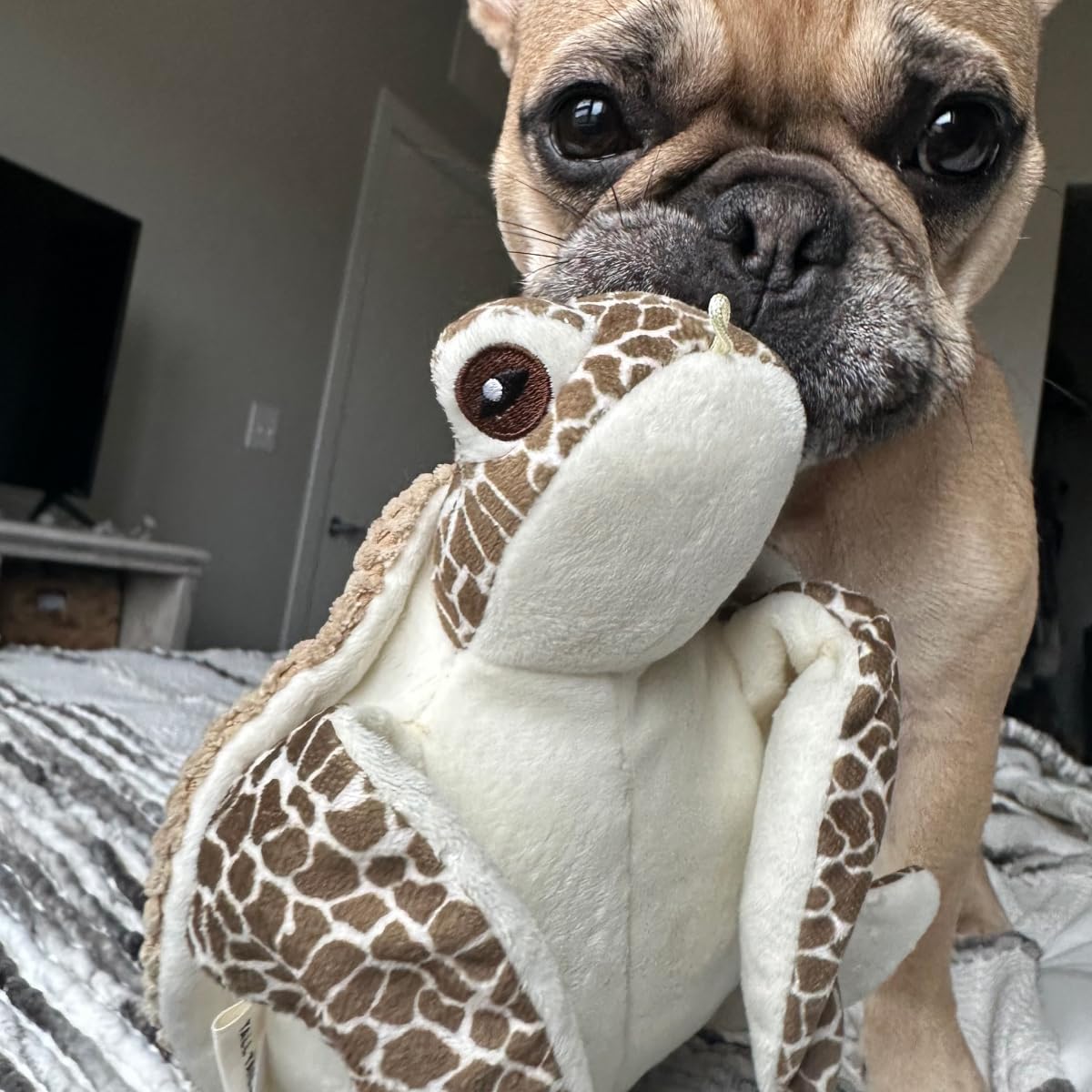 Tall Tails Plush Animated Sea Turtle Dog Toy – 10 Inch