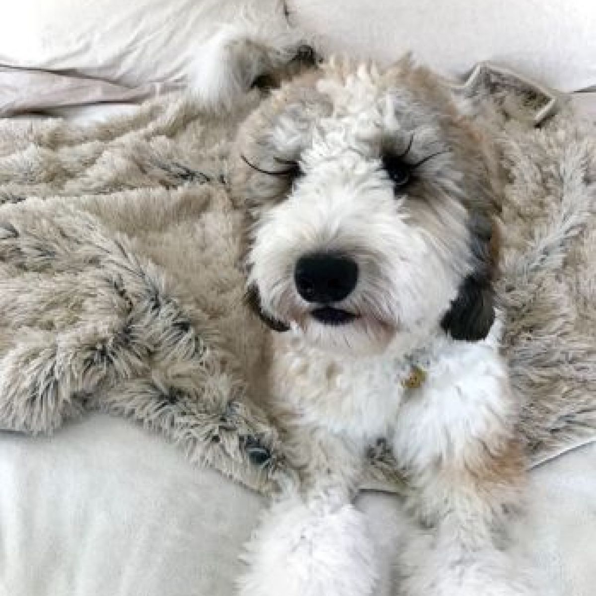 Tall Tails Frosted Grey Waterproof Dog Blanket – 40 x 60 Inch