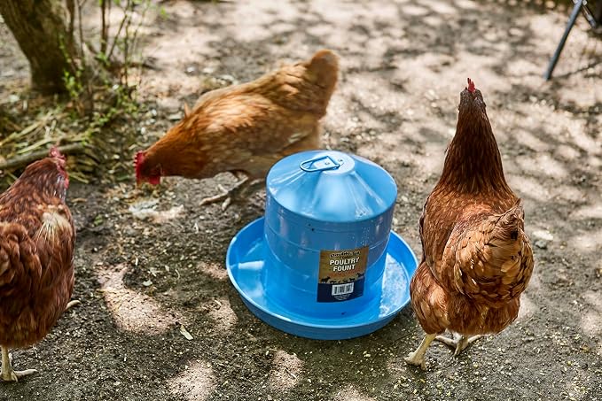 2-Gallon Galv. Poultry Fount-Berry Blue