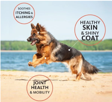 Brilliant Salmon Oil  omega fatty acids, including EPA, DHA, and DPA, to support healthy skin, a glossy coat, joints, and overall wellness. The 10 oz