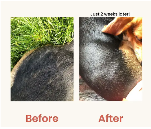 Brilliant Salmon Oil  omega fatty acids, including EPA, DHA, and DPA, to support healthy skin, a glossy coat, joints, and overall wellness. The 10 oz
