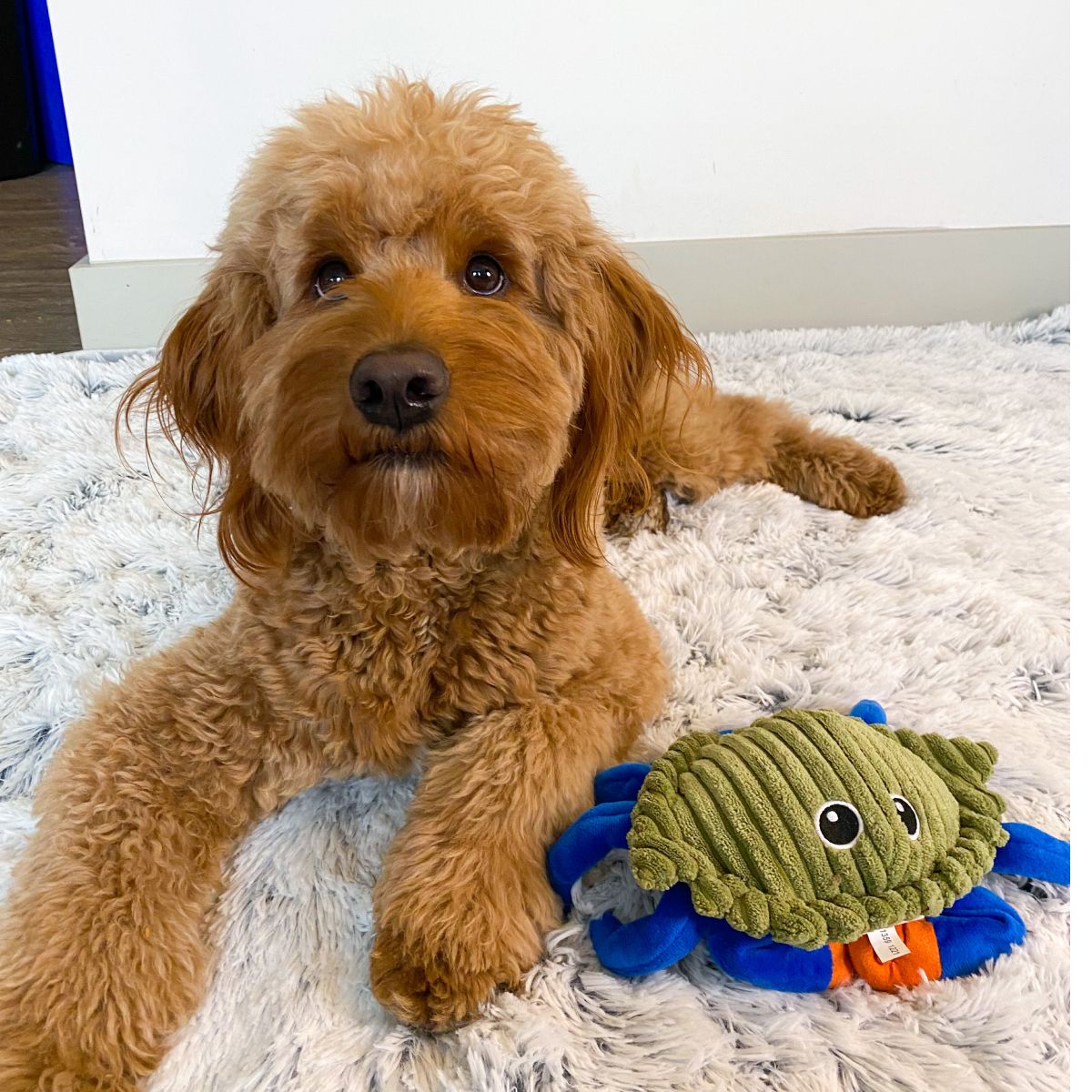 Tall Tails Plush Crab Animated Claw Dog Toy – 9 Inch
