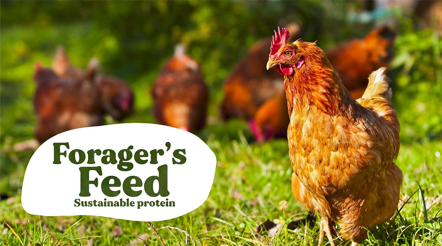 Foragers Feed Peck & Play - Chicken Treat Cup
