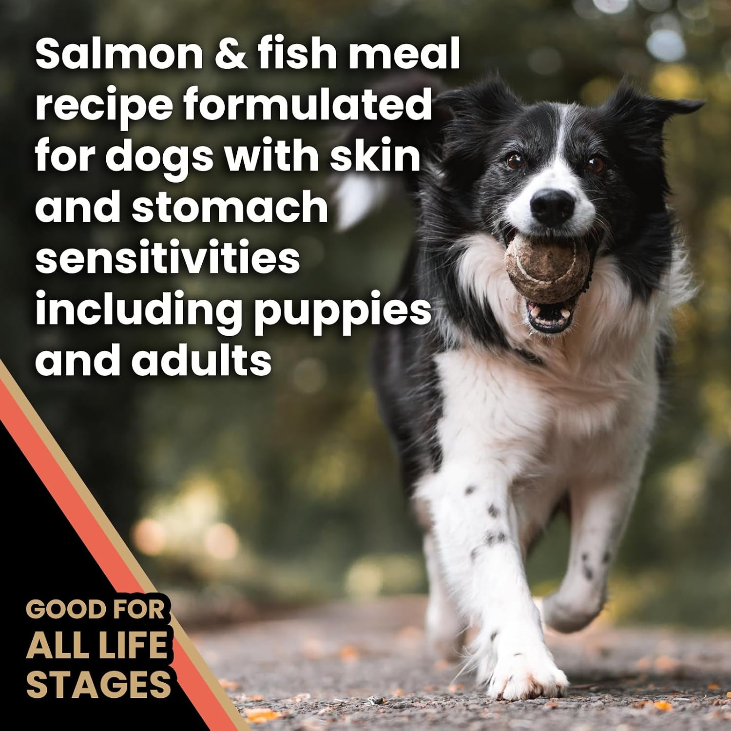 VICTOR Sensitive Skin & Stomach Salmon Meal & Brown Rice Dog Food — image 4