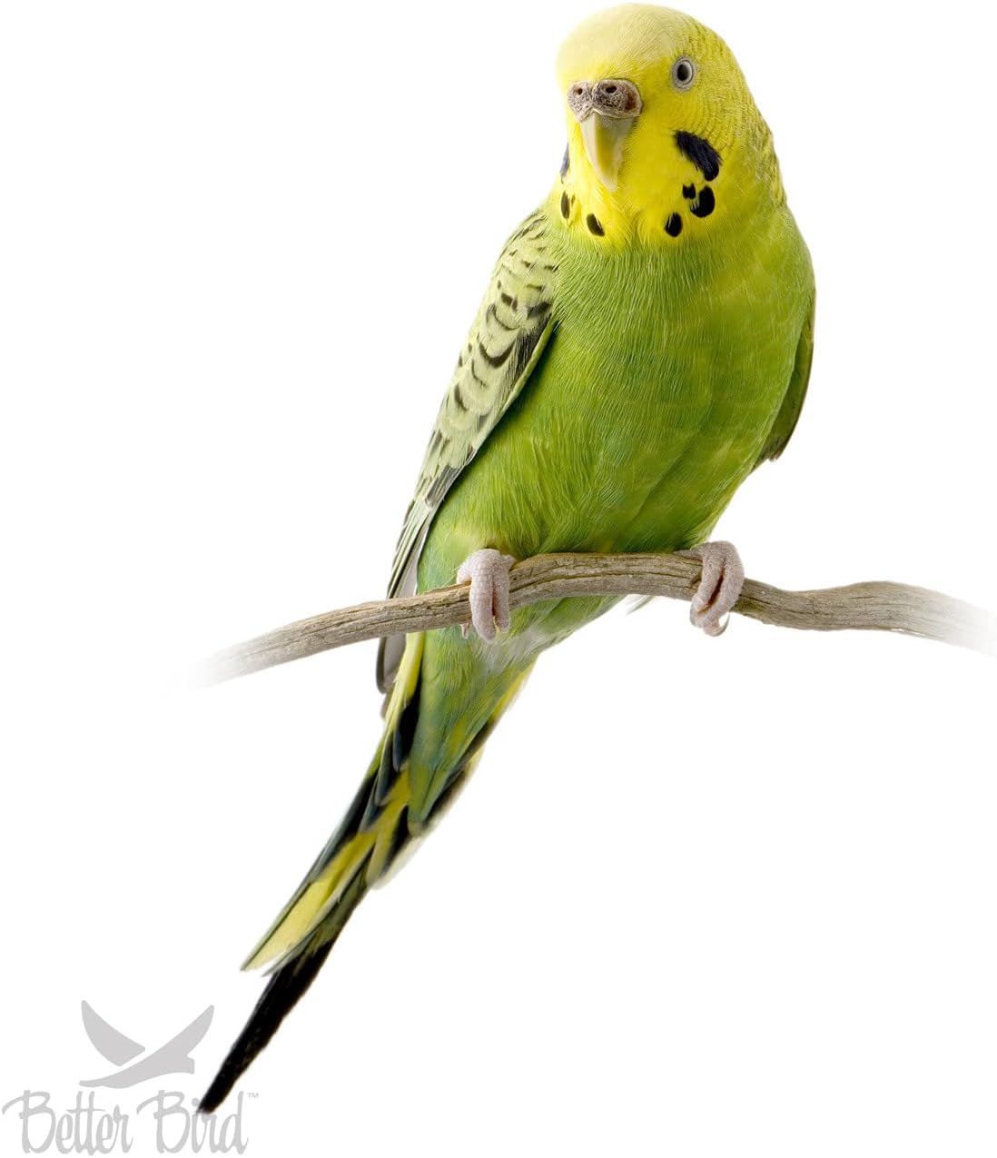 Better Bird Premium Parakeet Food 5 lb – Fortified Seed & Grain Blend with Probiotics, Omega 3 & 6