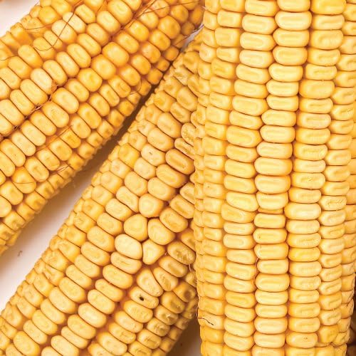 Wild Delight Corn on the Cob Wildlife Food – Natural Whole Corn for Squirrels, Ducks & Geese, 20 lb