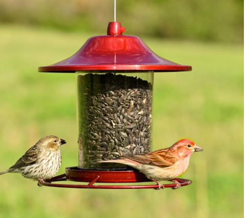 Perky-Pet® Red Sparkle Panorama Bird Feeder – 2 lb Seed Capacity
