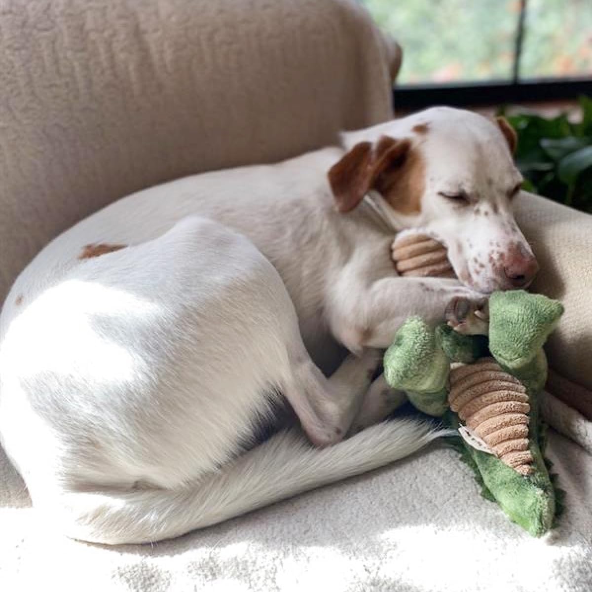 Tall Tails Plush Crunch Gator Dog Toy – 15 inch
