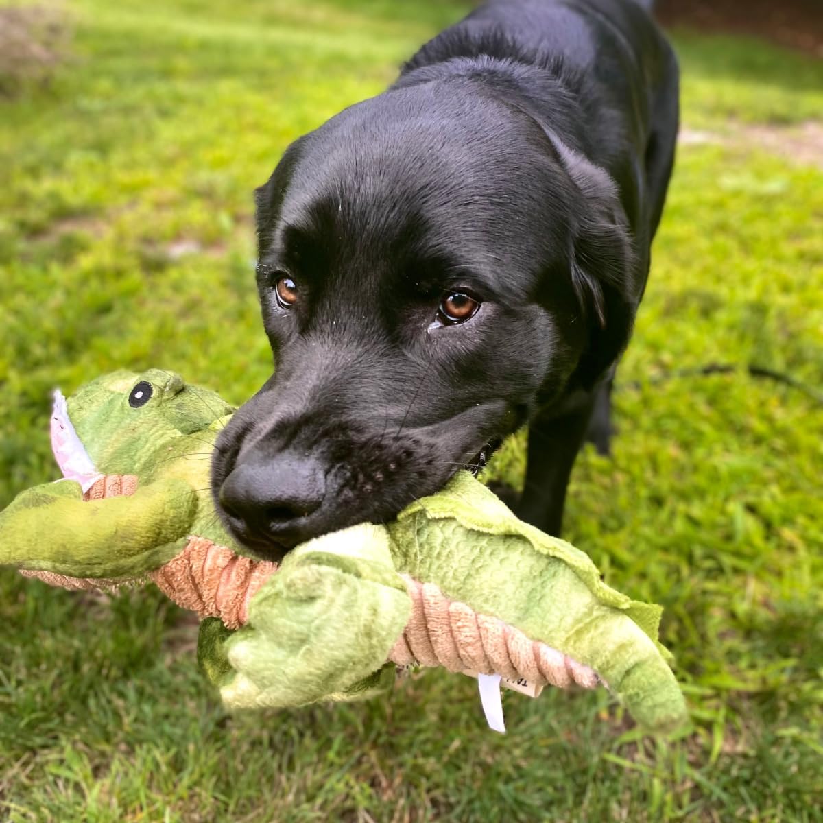 Tall Tails Plush Crunch Gator Dog Toy – 15 inch