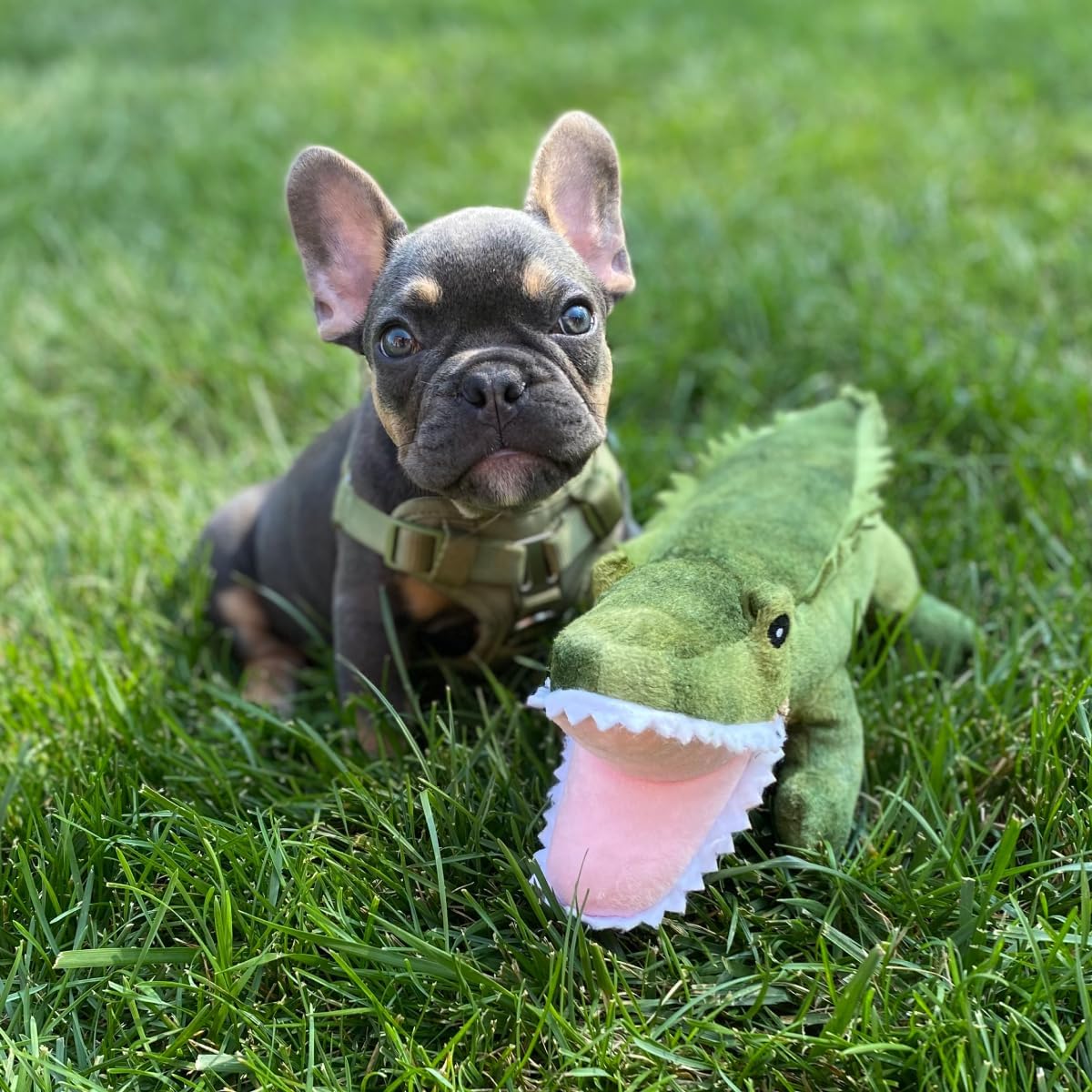 Tall Tails Plush Crunch Gator Dog Toy – 15 inch