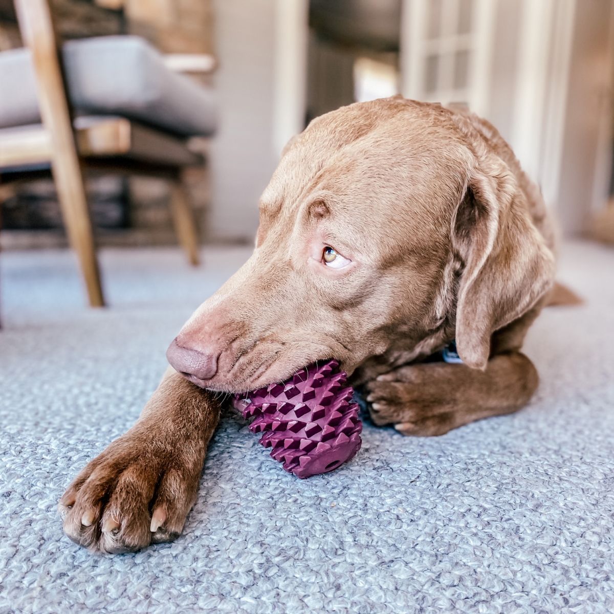 Tall Tails Natural Rubber Pinecone Reward Dog Toy – 4 Inch