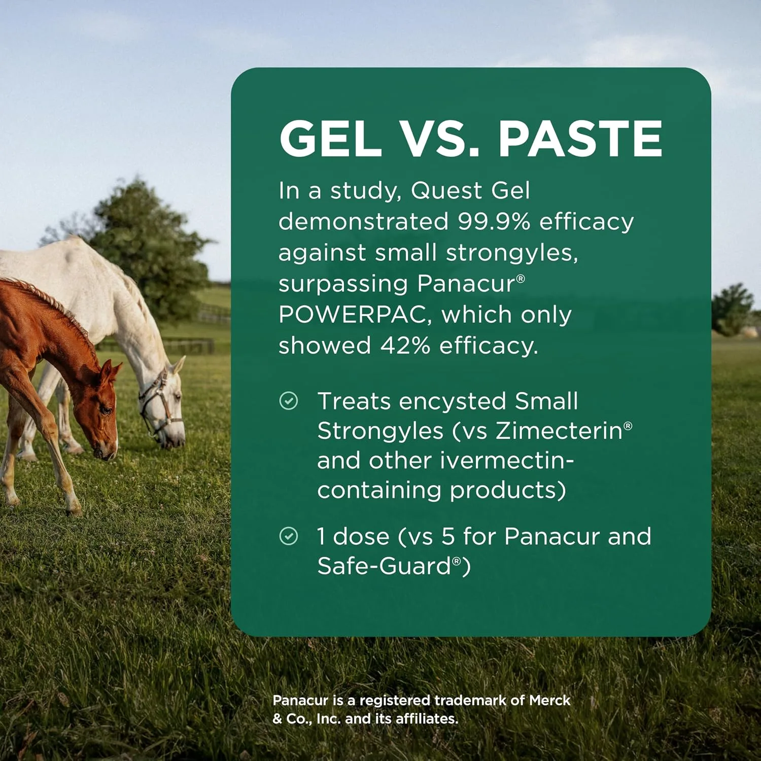Quest Equine Dewormer Gel for Horses, 0.5 oz  — image 4