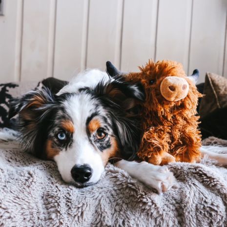 Tall Tails Highland Cow Plush Squeaker Dog Toy – Reinforced Mesh, Recycled Stuffing, 8 Inch