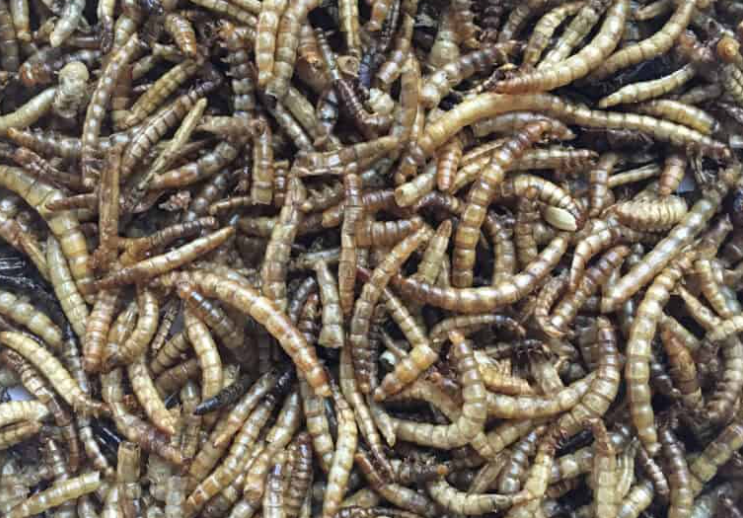 Mealworm & Fly Larvae 4 lb – High-Protein Live Feed for Chickens, Birds, Reptiles & Small Animals