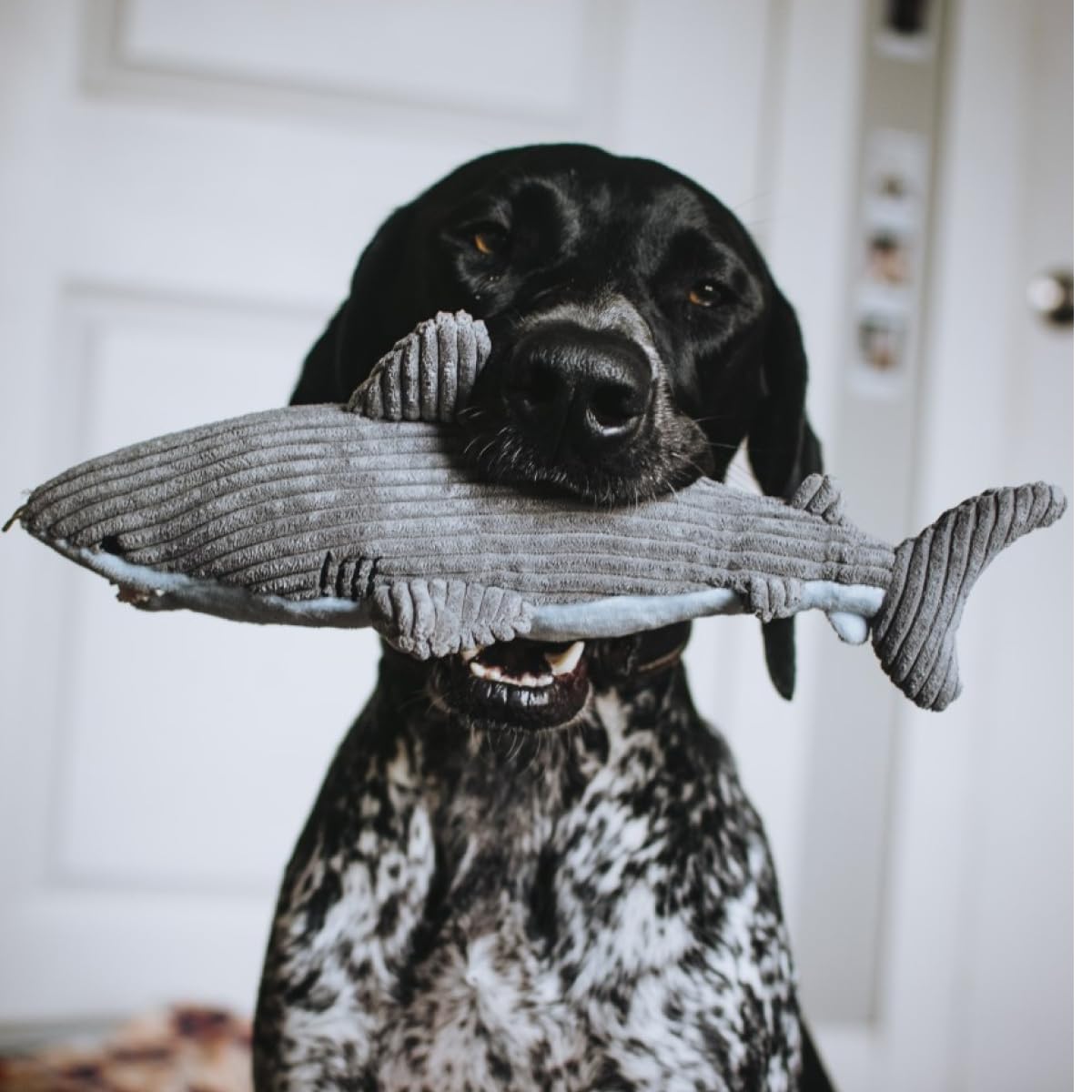 Tall Tails Shark Plush Crunch Water Bottle Toy for Dogs – 14 Inch
