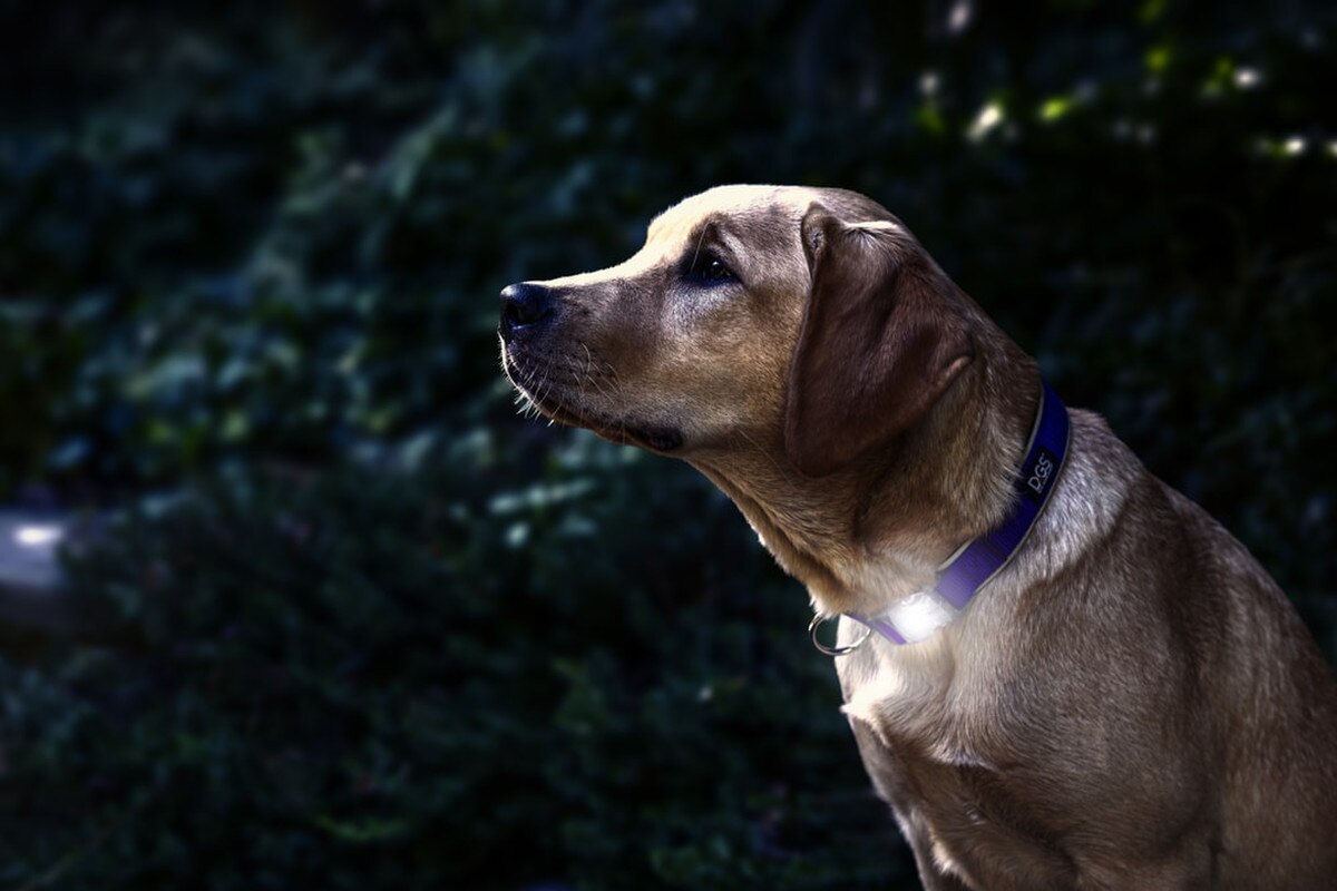 DGS Pet Products Comet Rechargeable LED Safety Dog Collar