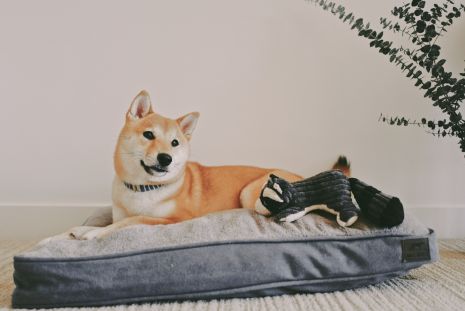 Tall Tails Dream Chaser Charcoal Cushion Dog Bed
