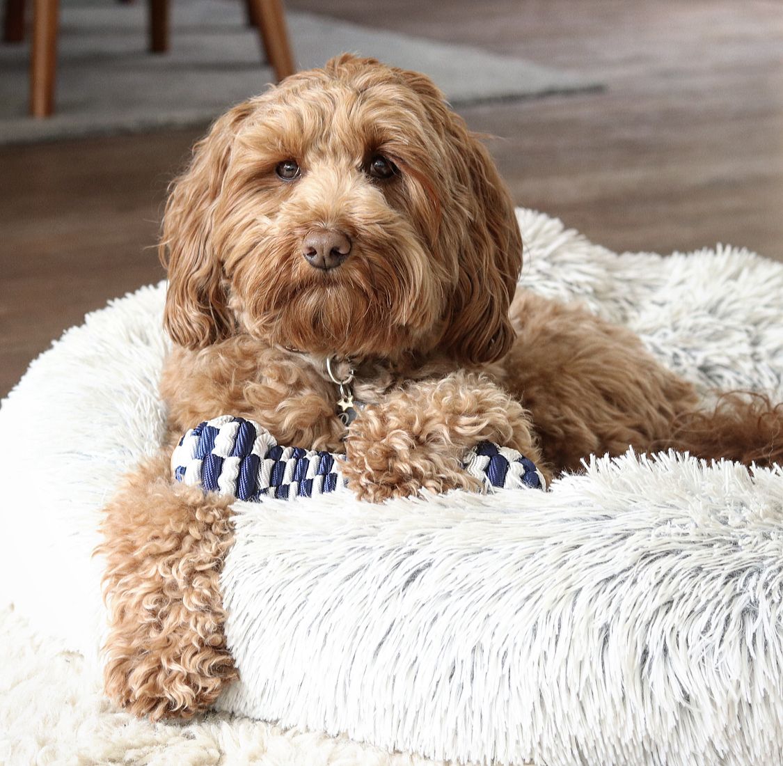 Tall Tails Navy Braided Bone Dog Toy – 9 Inch