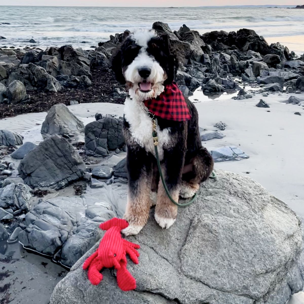 Tall Tails Crunch Lobster Squeaker Dog Toy, 14 inch