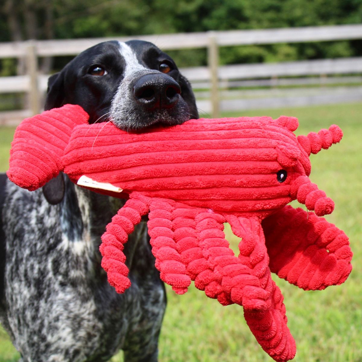 Tall Tails Crunch Lobster Squeaker Dog Toy, 14 inch