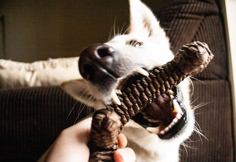 Tall Tails Braided Stick Dog Toy – Brown, 9 Inch