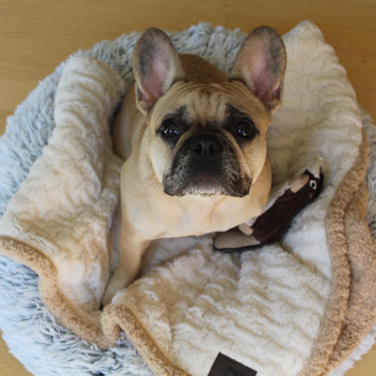 Tall Tails Cream Embossed Bone Dog Blanket 