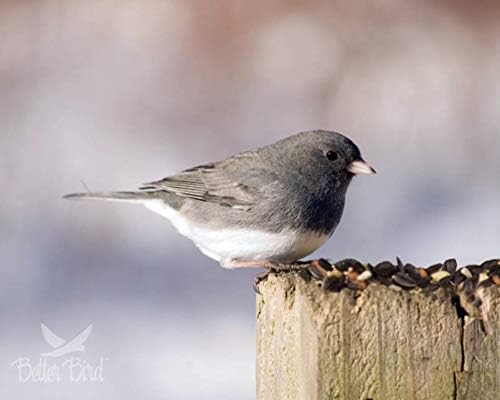 Better Blend Songbird Bird Food 