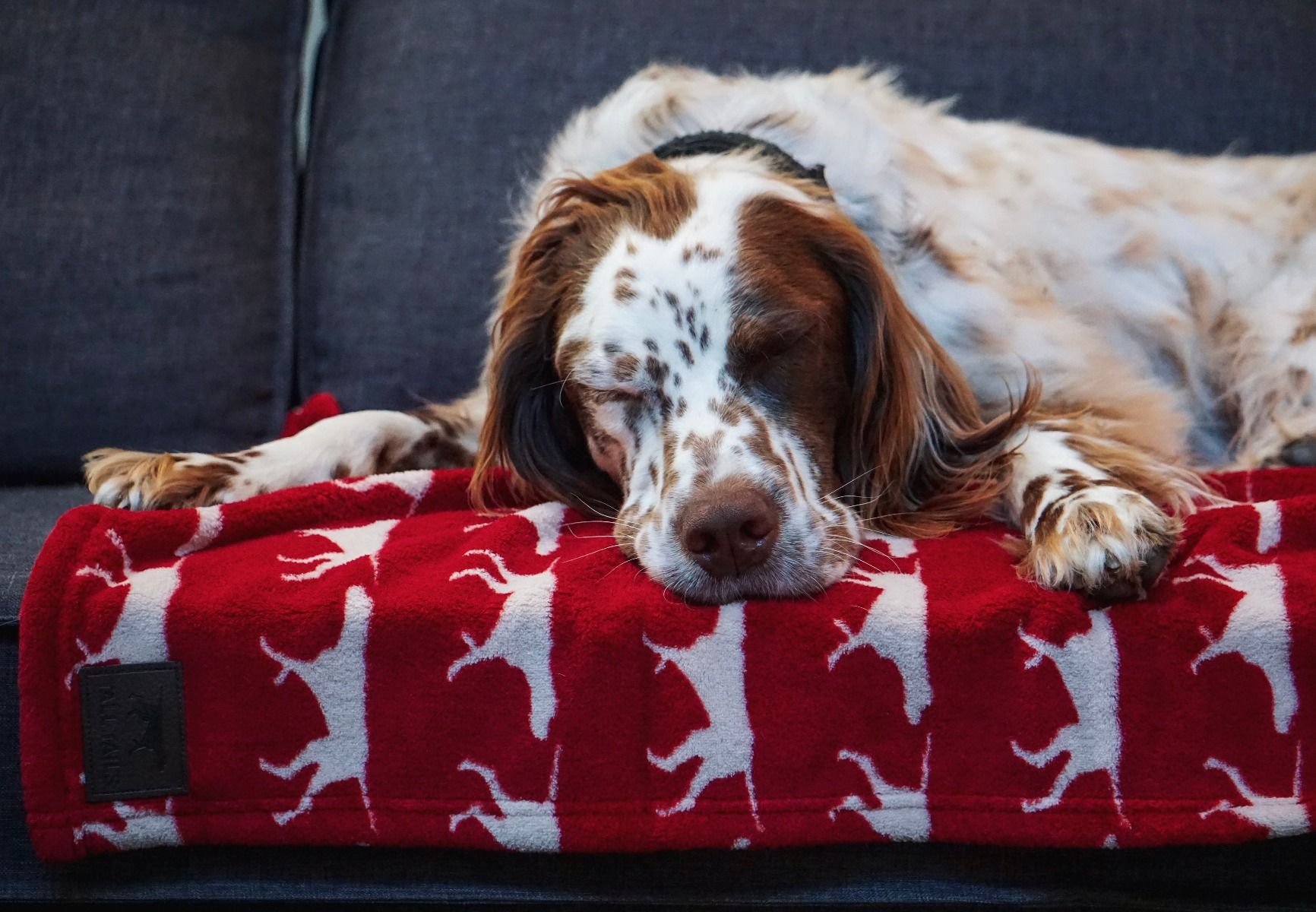 Tall Tails Red Bone Fleece Dog Blanket – 30 x 40 Inch