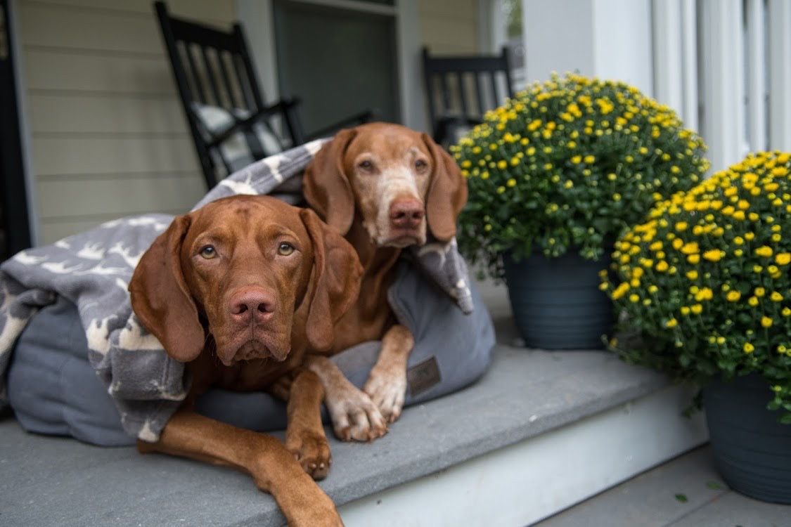 Tall Tails Dream Chaser Charcoal Bolster Dog Bed